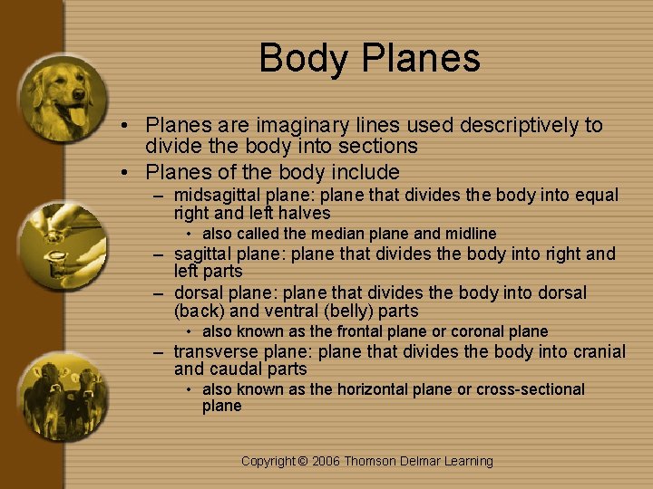 Body Planes • Planes are imaginary lines used descriptively to divide the body into