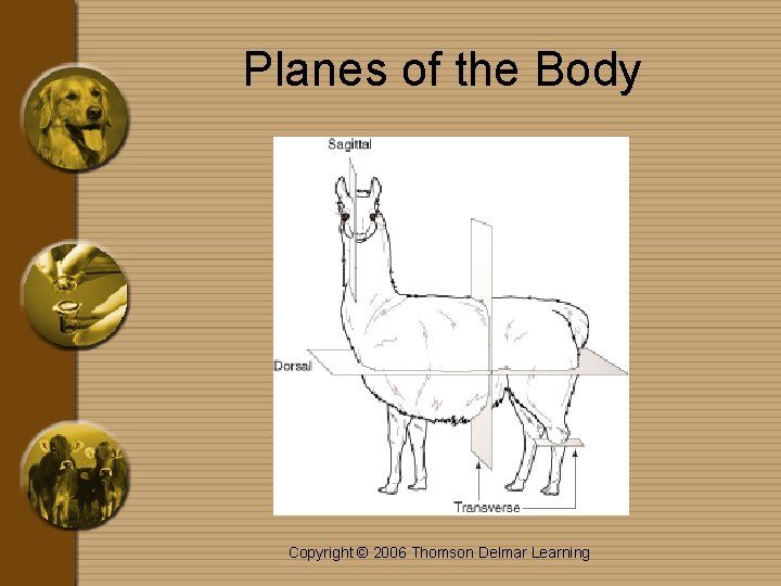 Planes of the Body Copyright © 2006 Thomson Delmar Learning 