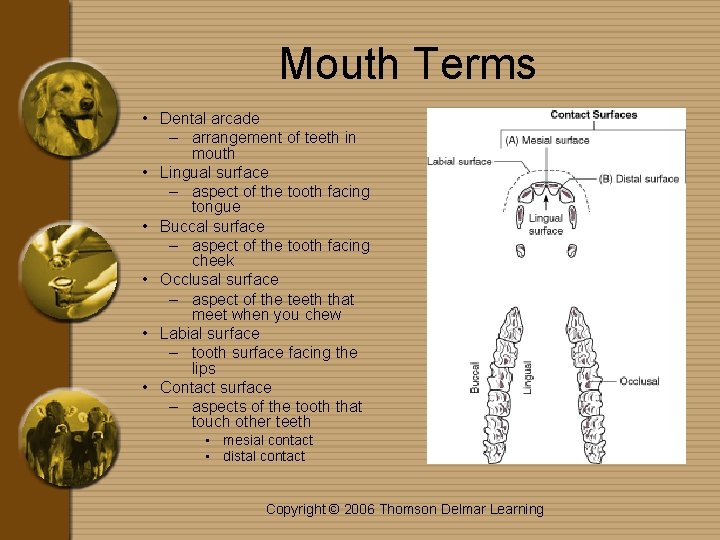 Mouth Terms • Dental arcade – arrangement of teeth in mouth • Lingual surface