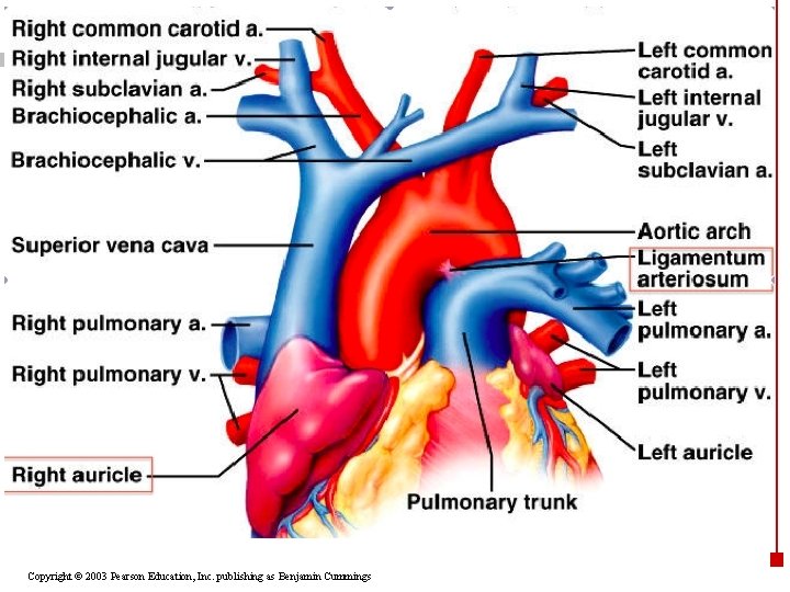 Copyright © 2003 Pearson Education, Inc. publishing as Benjamin Cummings 