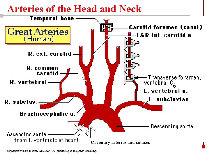 Arteries of the Head and Neck Coronary arteries and sinuses Copyright © 2003 Pearson