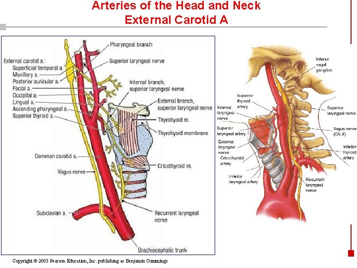 Arteries of the Head and Neck External Carotid A Copyright © 2003 Pearson Education,