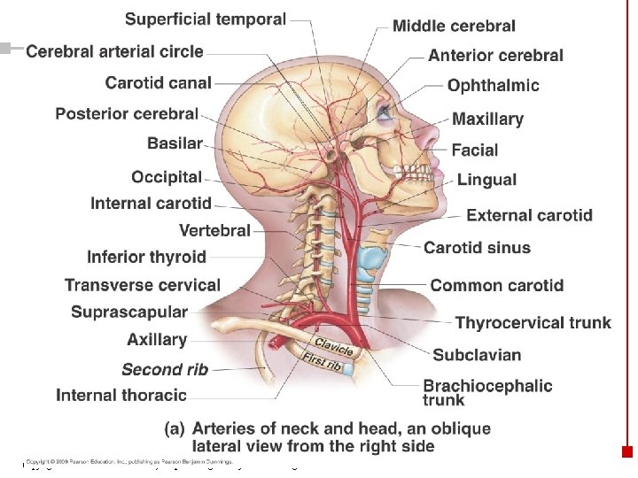 Copyright © 2003 Pearson Education, Inc. publishing as Benjamin Cummings 14 