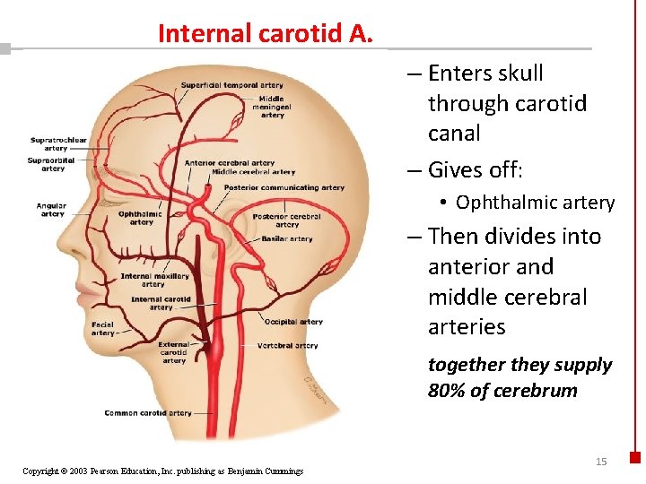 Internal carotid A. – Enters skull through carotid canal – Gives off: • Ophthalmic