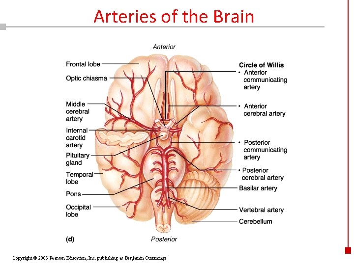 Arteries of the Brain Copyright © 2003 Pearson Education, Inc. publishing as Benjamin Cummings