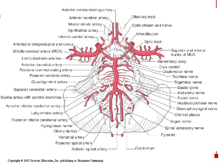 Copyright © 2003 Pearson Education, Inc. publishing as Benjamin Cummings 