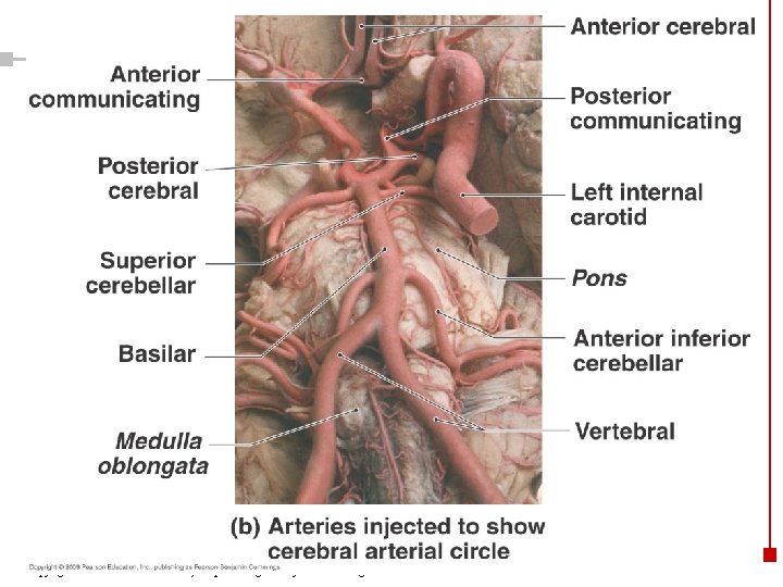 Copyright © 2003 Pearson Education, Inc. publishing as Benjamin Cummings 19 