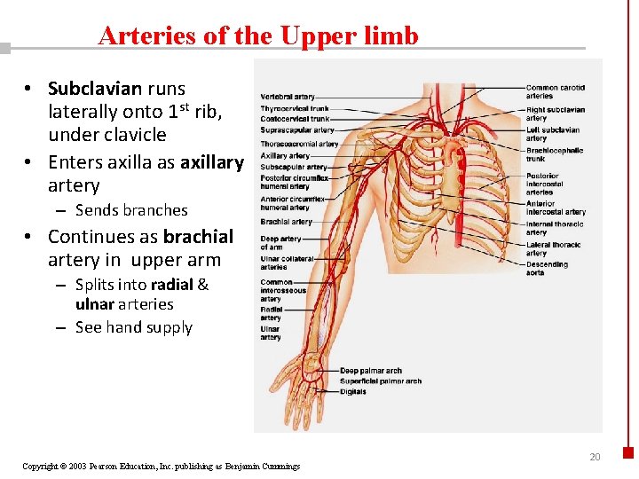 Arteries of the Upper limb • Subclavian runs laterally onto 1 st rib, under