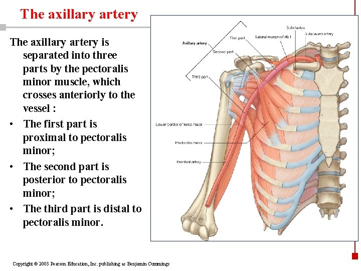 The axillary artery is separated into three parts by the pectoralis minor muscle, which