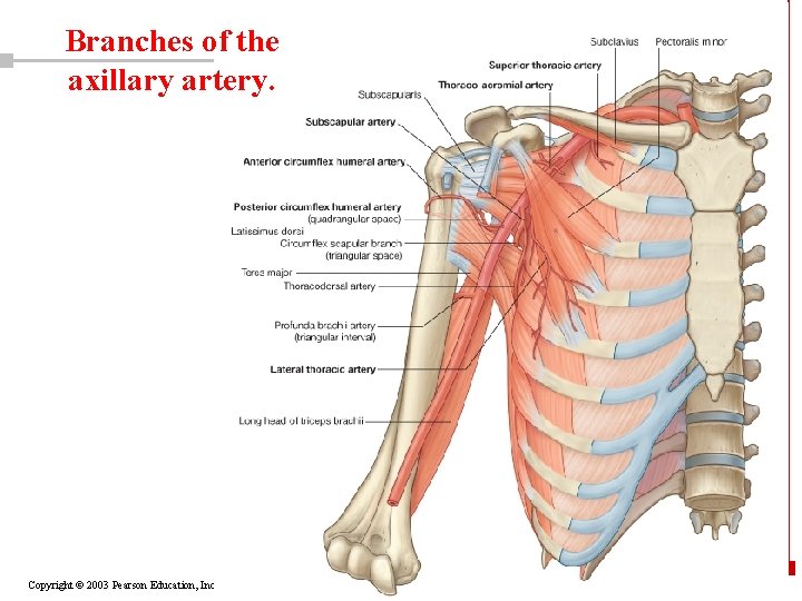 Branches of the axillary artery. Copyright © 2003 Pearson Education, Inc. publishing as Benjamin