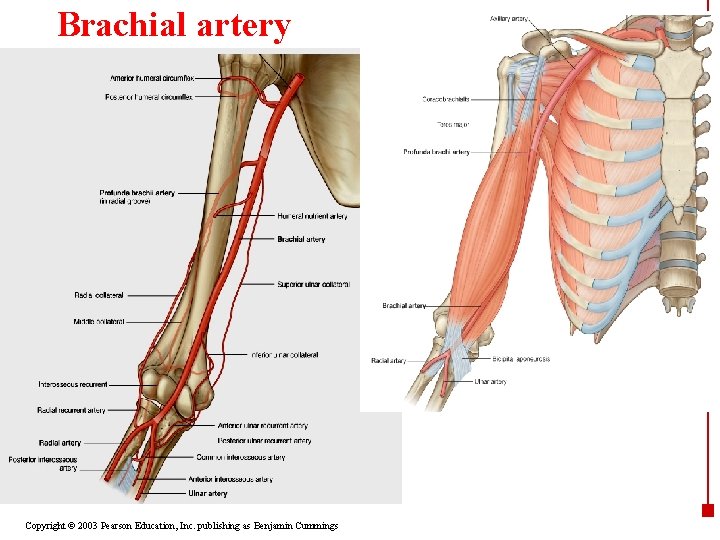 Brachial artery Copyright © 2003 Pearson Education, Inc. publishing as Benjamin Cummings 