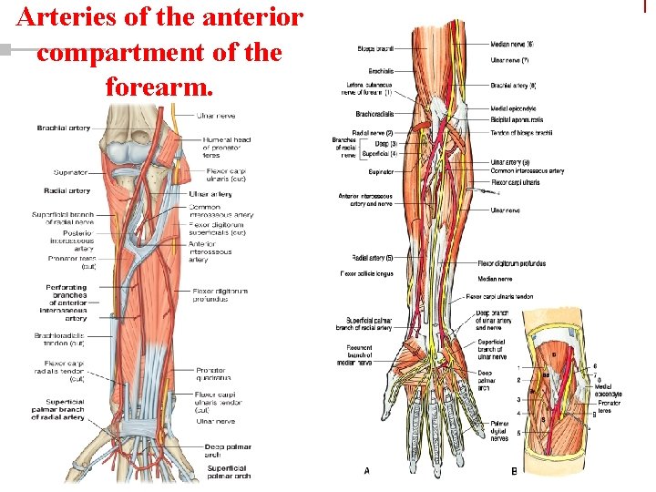 Arteries of the anterior compartment of the forearm. Copyright © 2003 Pearson Education, Inc.