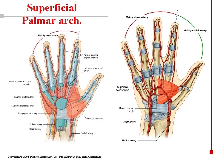 Superficial Palmar arch. Copyright © 2003 Pearson Education, Inc. publishing as Benjamin Cummings 