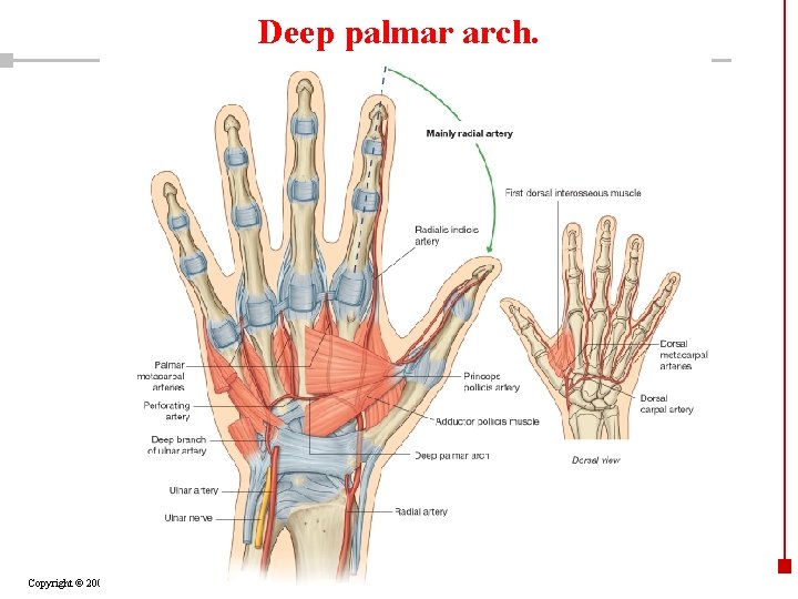 Deep palmar arch. Copyright © 2003 Pearson Education, Inc. publishing as Benjamin Cummings 