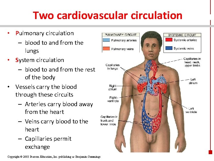 Two cardiovascular circulation • Pulmonary circulation – blood to and from the lungs •