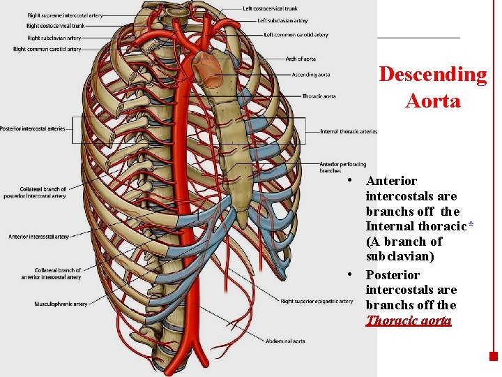 Descending Aorta • Anterior intercostals are branchs off the Internal thoracic* (A branch of