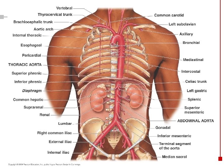 Copyright © 2003 Pearson Education, Inc. publishing as Benjamin Cummings 33 
