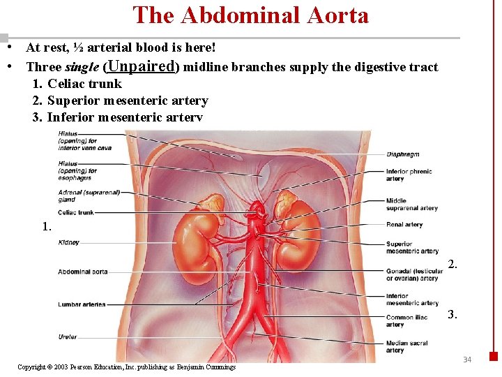 The Abdominal Aorta • At rest, ½ arterial blood is here! • Three single