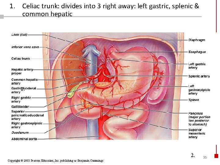 1. Celiac trunk: divides into 3 right away: left gastric, splenic & common hepatic