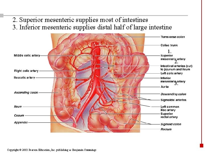 2. Superior mesenteric supplies most of intestines 3. Inferior mesenteric supplies distal half of