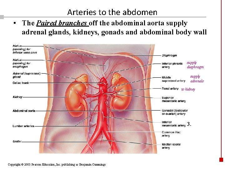 Arteries to the abdomen • The Paired branches off the abdominal aorta supply adrenal