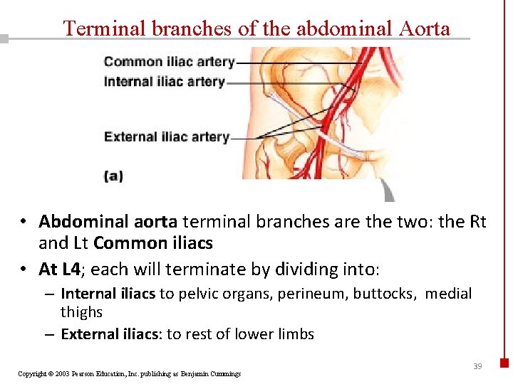 Terminal branches of the abdominal Aorta • Abdominal aorta terminal branches are the two: