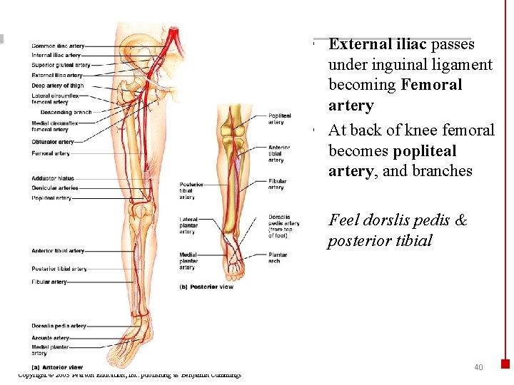  • External iliac passes under inguinal ligament becoming Femoral artery • At back