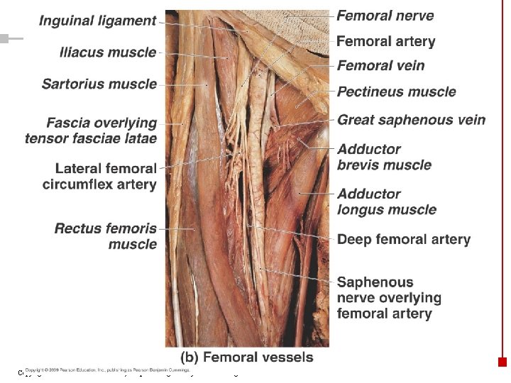 Copyright © 2003 Pearson Education, Inc. publishing as Benjamin Cummings 41 