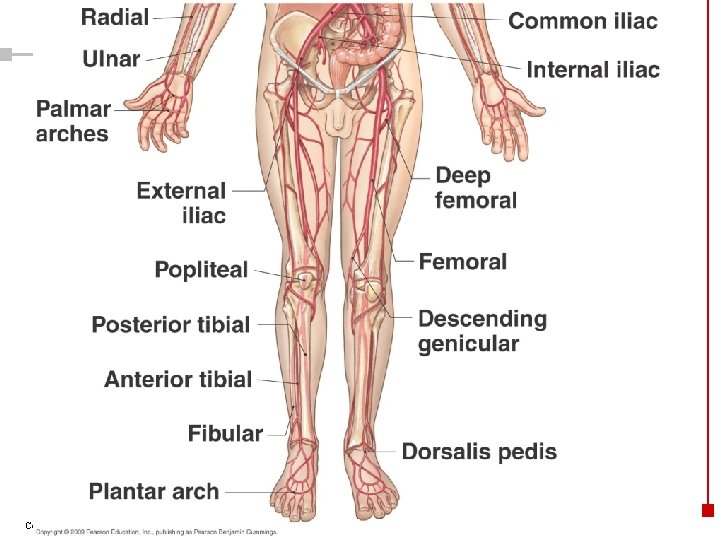 Copyright © 2003 Pearson Education, Inc. publishing as Benjamin Cummings 