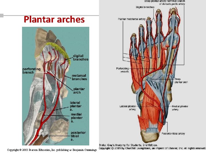 Plantar arches Copyright © 2003 Pearson Education, Inc. publishing as Benjamin Cummings 