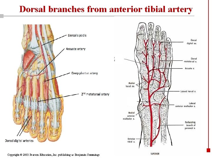 Dorsal branches from anterior tibial artery Copyright © 2003 Pearson Education, Inc. publishing as