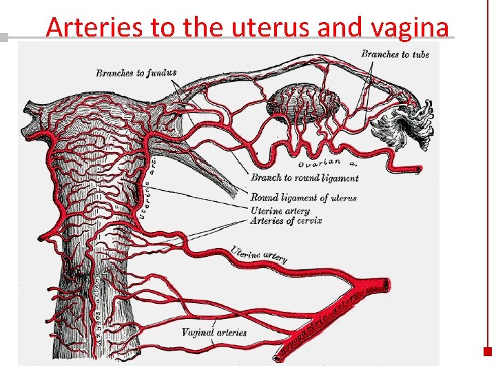 Arteries to the uterus and vagina Copyright © 2003 Pearson Education, Inc. publishing as