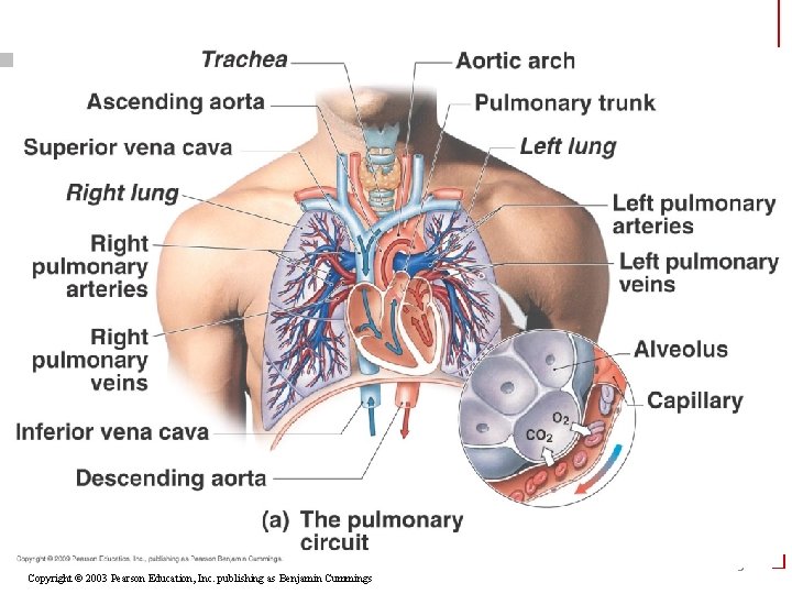 Copyright © 2003 Pearson Education, Inc. publishing as Benjamin Cummings 5 