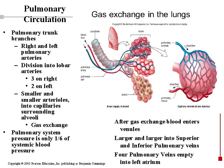 Pulmonary Circulation • Pulmonary trunk branches – Right and left pulmonary arteries – Division