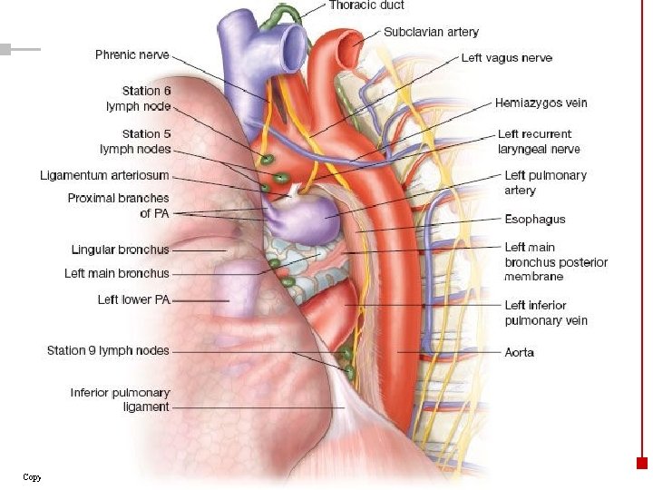 Copyright © 2003 Pearson Education, Inc. publishing as Benjamin Cummings 