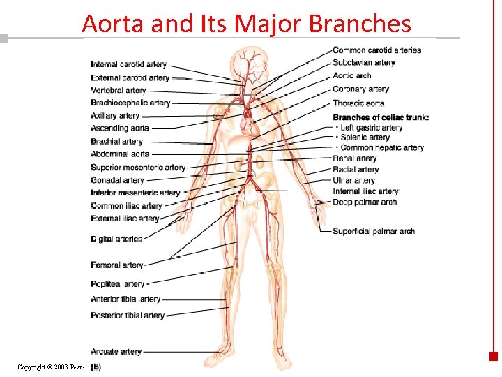 Aorta and Its Major Branches Copyright © 2003 Pearson Education, Inc. publishing as Benjamin