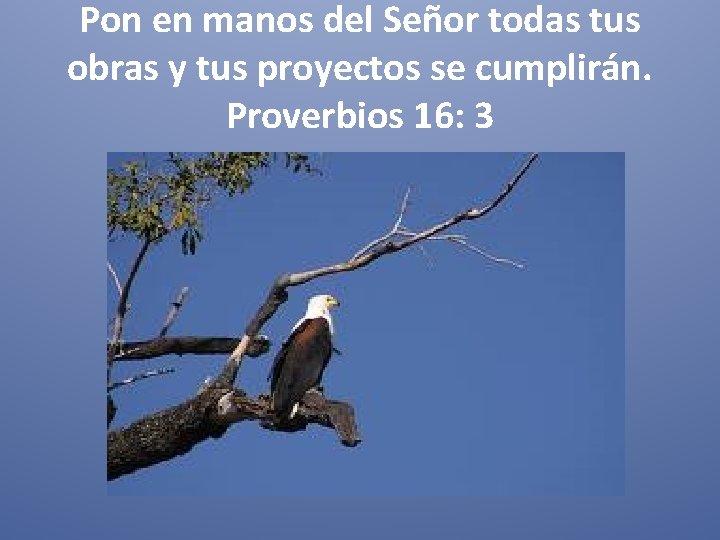 Pon en manos del Señor todas tus obras y tus proyectos se cumplirán. Proverbios