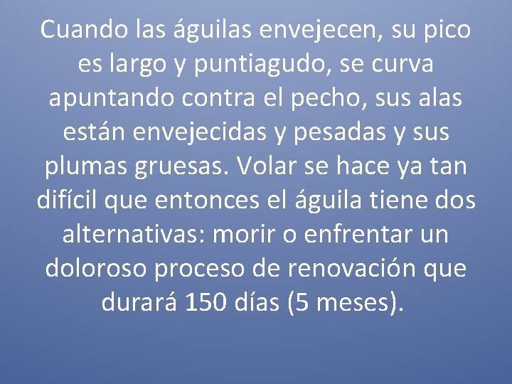 Cuando las águilas envejecen, su pico es largo y puntiagudo, se curva apuntando contra