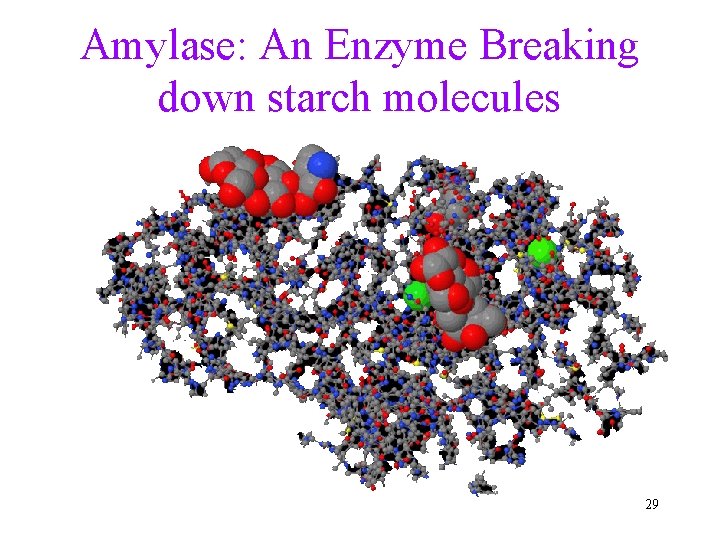 Amylase: An Enzyme Breaking down starch molecules 29 