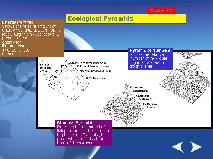 Section 3 -2 Energy Pyramid Shows the relative amount of energy available at each