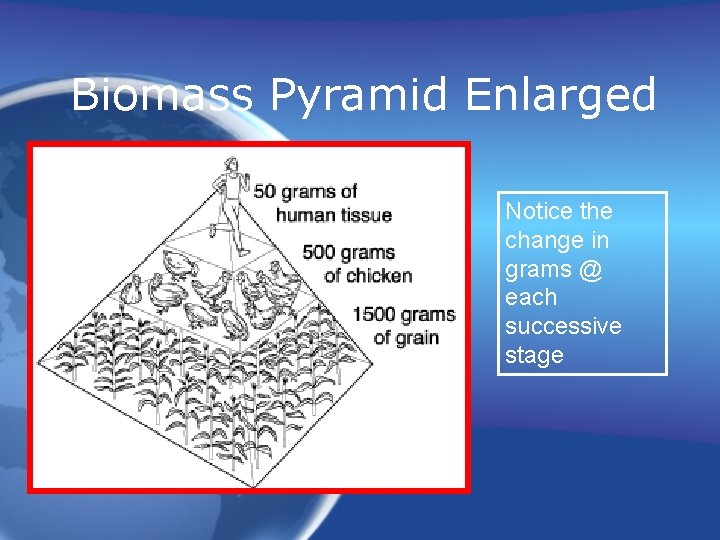 Biomass Pyramid Enlarged Notice the change in grams @ each successive stage 