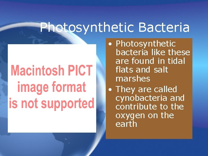 Photosynthetic Bacteria • Photosynthetic bacteria like these are found in tidal flats and salt
