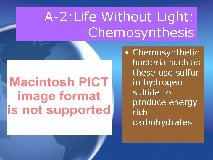 A-2: Life Without Light: Chemosynthesis • Chemosynthetic bacteria such as these use sulfur in