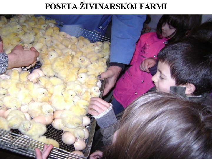 POSETA ŽIVINARSKOJ FARMI 