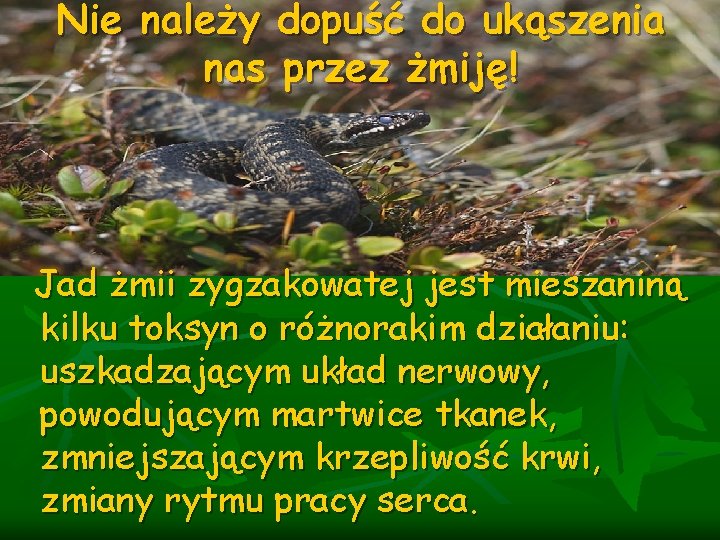 Nie należy dopuść do ukąszenia nas przez żmiję! Jad żmii zygzakowatej jest mieszaniną kilku