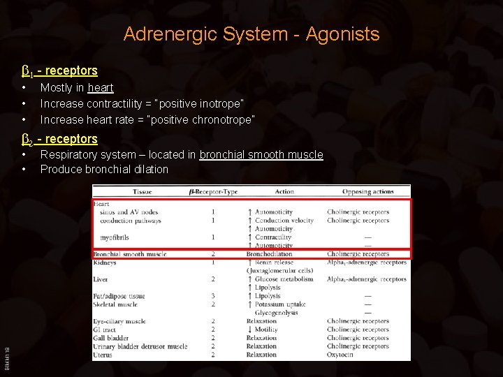 Adrenergic System - Agonists b 1 - receptors • • • Mostly in heart