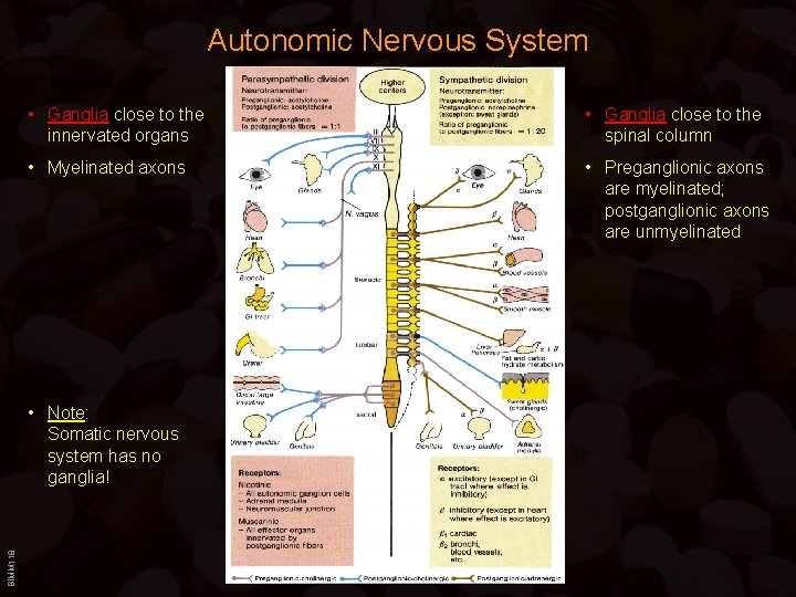 Autonomic Nervous System • Ganglia close to the innervated organs • Ganglia close to