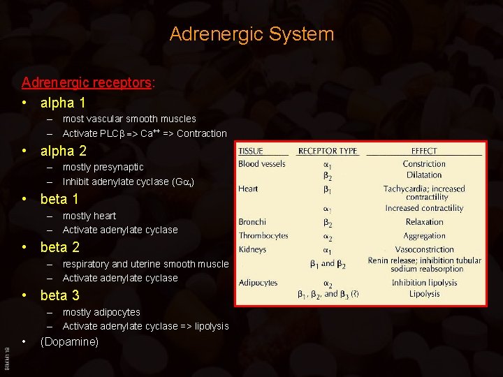 Adrenergic System Adrenergic receptors: • alpha 1 – most vascular smooth muscles – Activate