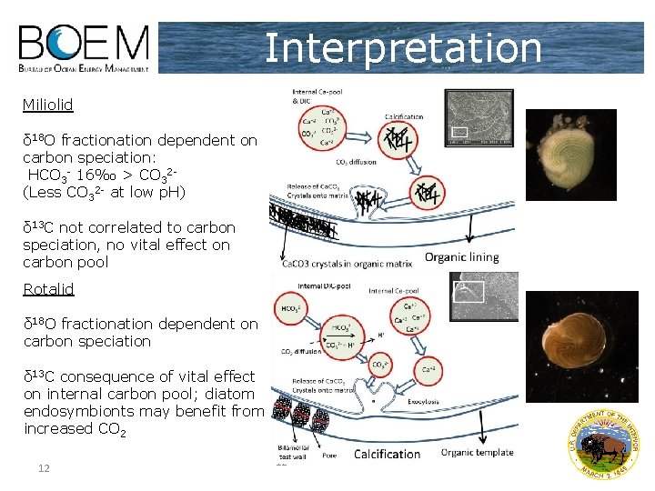 Interpretation Miliolid δ 18 O fractionation dependent on carbon speciation: HCO 3 - 16‰