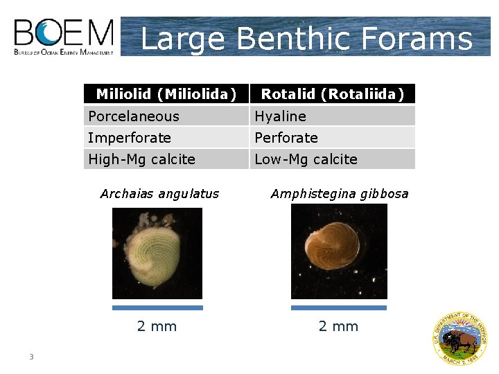 Large Benthic Forams Miliolid (Miliolida) 3 Rotalid (Rotaliida) Porcelaneous Hyaline Imperforate Perforate High-Mg calcite